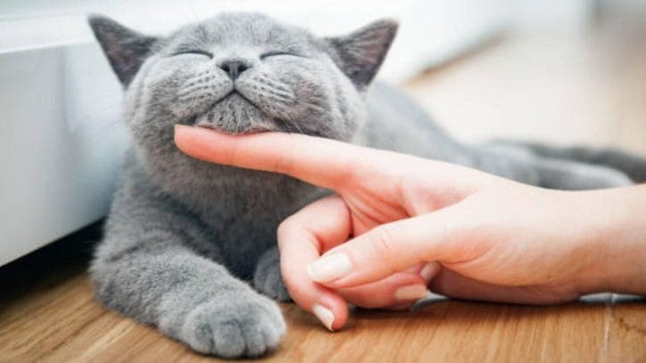 idioms gatos inglés